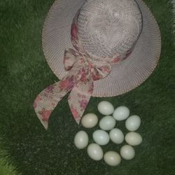 Ameracuana Fertile Eggs