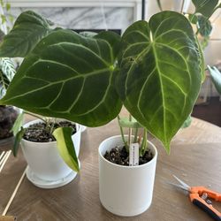 nthurium ‘Dorayaki’ x Ace of Spades - Aroid Seed grown Hybrid plant