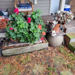 Three Outdoor Plants: 2 Global Geraniums, 1 Lilly 