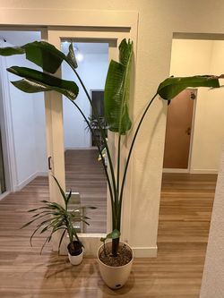 3 Plants