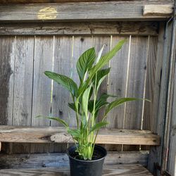 Indoor Peace lily Plant  