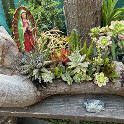 Succulents En Tronko Grande Con La Virgen De Guadalupe $130 More Succulents Differents Prices 