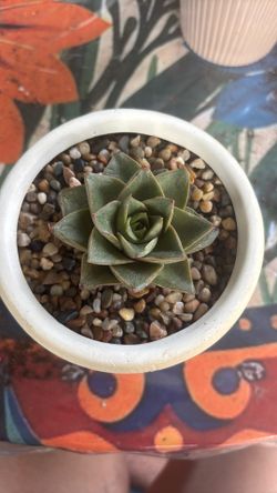 Succulent  Echeveria 'Dionysos