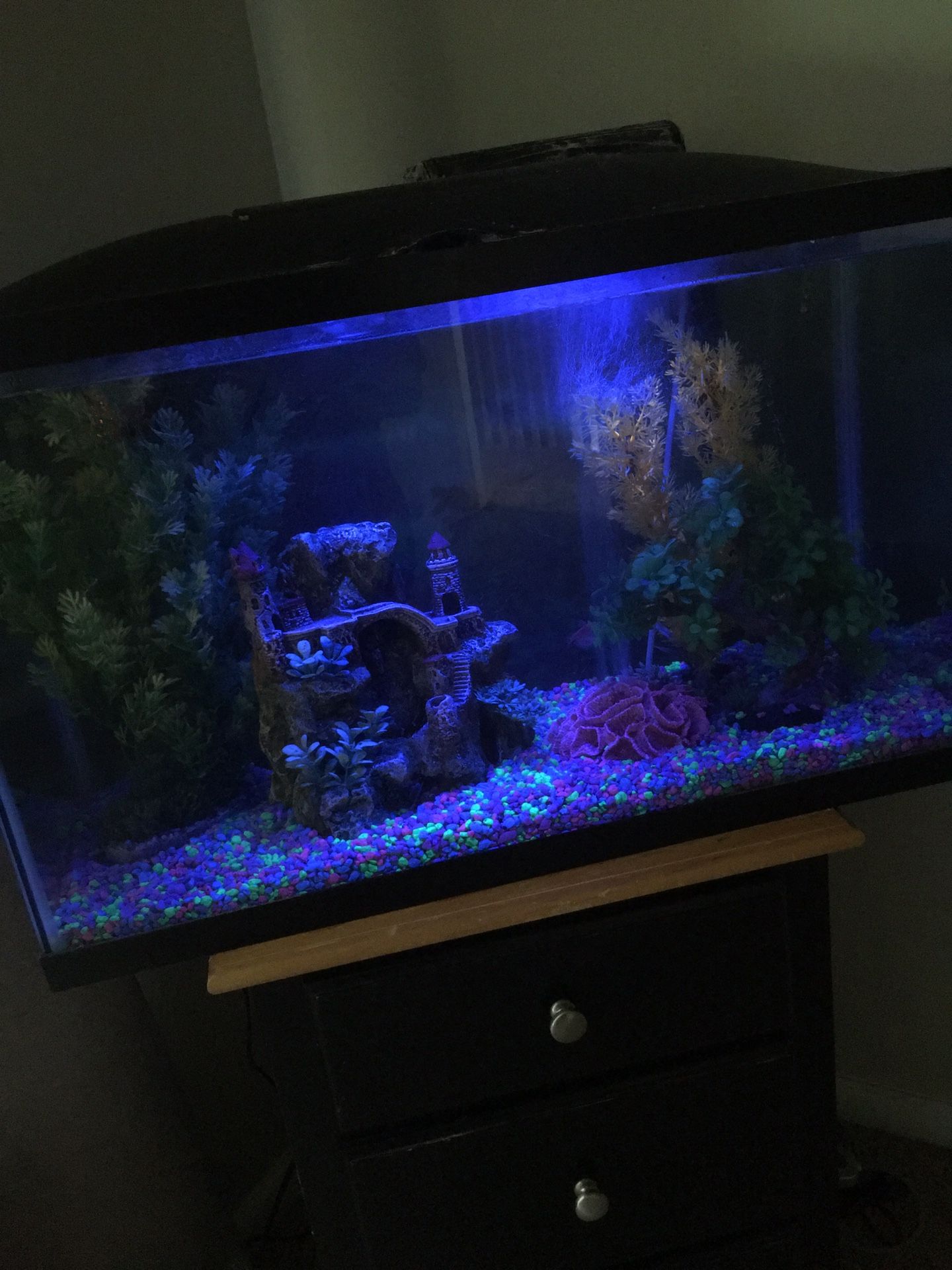 22 Gallon Fish tank