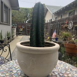 Cactus