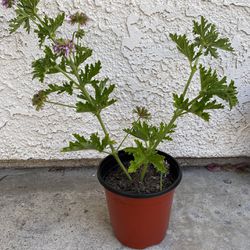 6 inch pot - Mosquito Repellent citronela plant - Rooted 1 Feet Tall. Rooted and Ready citronella pt - beautiful lilac flowers - drought resistant 