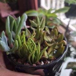 4" FLAWED BLACK POT OF SUCCLENTS