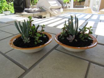 Pair Of Orange Rim/White Garden Pots With Succulents