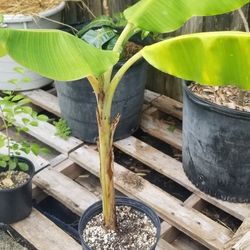 Icecream (Blue Java) Banana Tree,  Live 