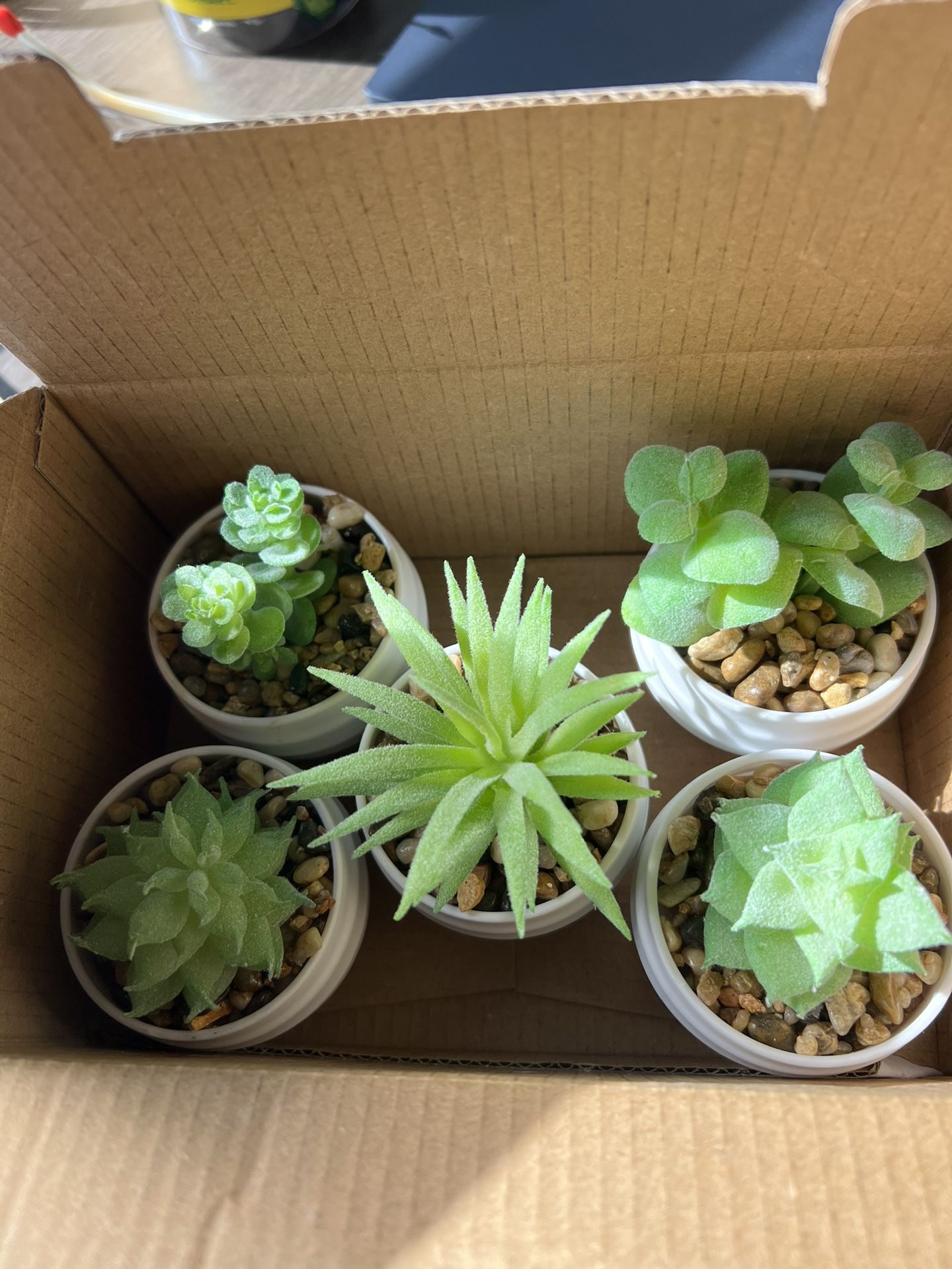 Fake Succulents (Set Of 5)