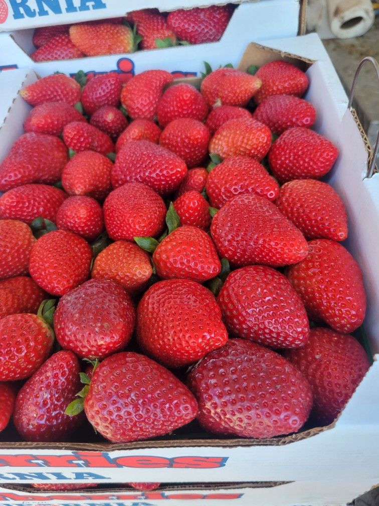 Fresas Frescas Resien Cartadas