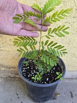 Tamarind Tree 