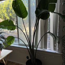 6 Foot Bird Of Paradise