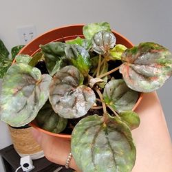 Peperomia Pinklady Plant 4" Pot Exact Plant