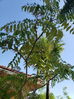 Over 8 ft tall healthy curry leaf plant in a pot