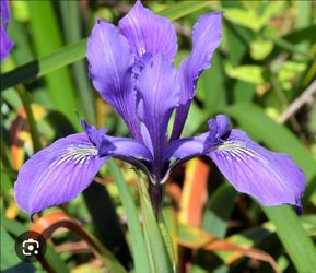 #46 Purple Iris Potted Plant
