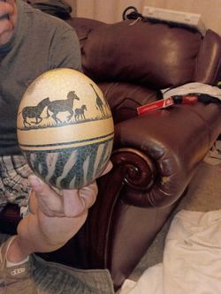 Ostrich Africa Egg