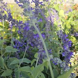 Blue Salvia Butterfly  🦋  Pollinators  Plant  🪴  3gal