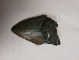 Megoladon Tooth