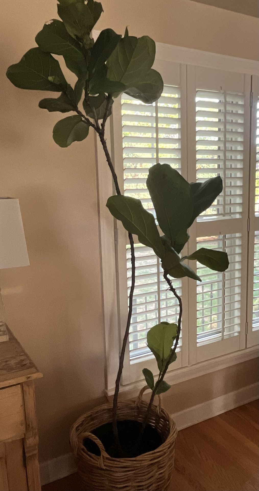 Healthy Living 7' Fiddle Leaf Fig Plant