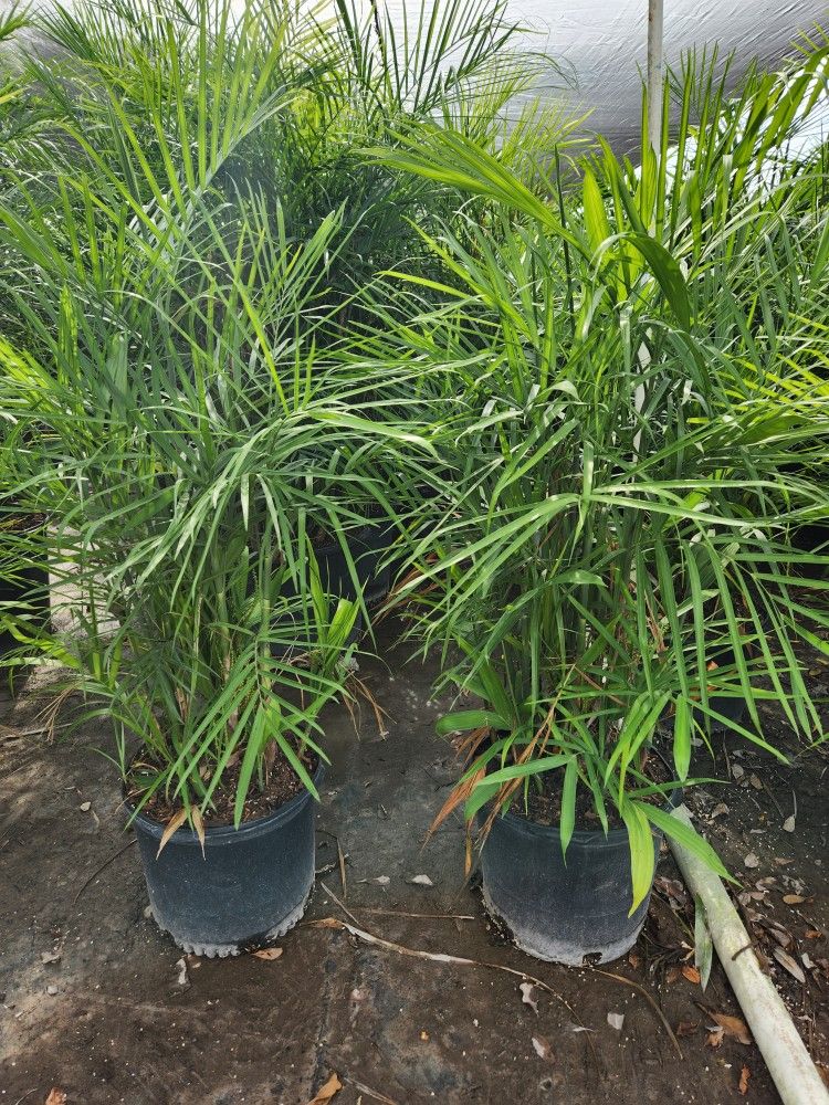 Bamboo Palms Exotic Palms For Interior Or Shady Areas Starting At $40