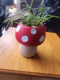 Hoya linearis  with mushroom pot