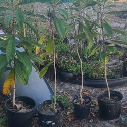 Loquet Tree  Or   Japanese Loquet Trees 