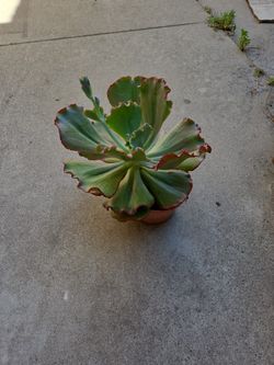 Succulent