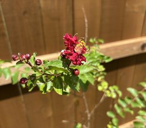 Dynamite Red Crape Myrtle tree - Beautiful Deep Red Blooms
