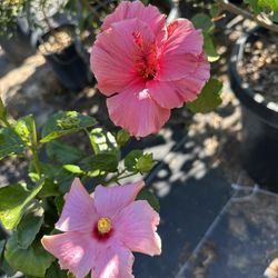 Hibiscus Flower Bush 15gal 