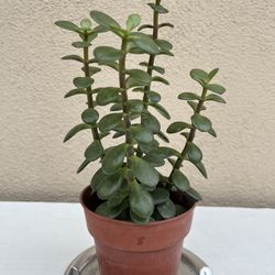 10 in Adorable Jade Plant 🪴