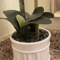 Beautiful Orchid in Ceramic Pot