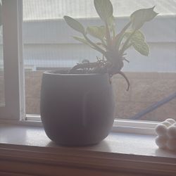 Plant with Pot