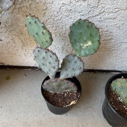 Purple Paddle Cactus 