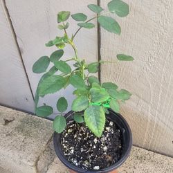 David Austin Rose, Lady of Shalott, Own Root