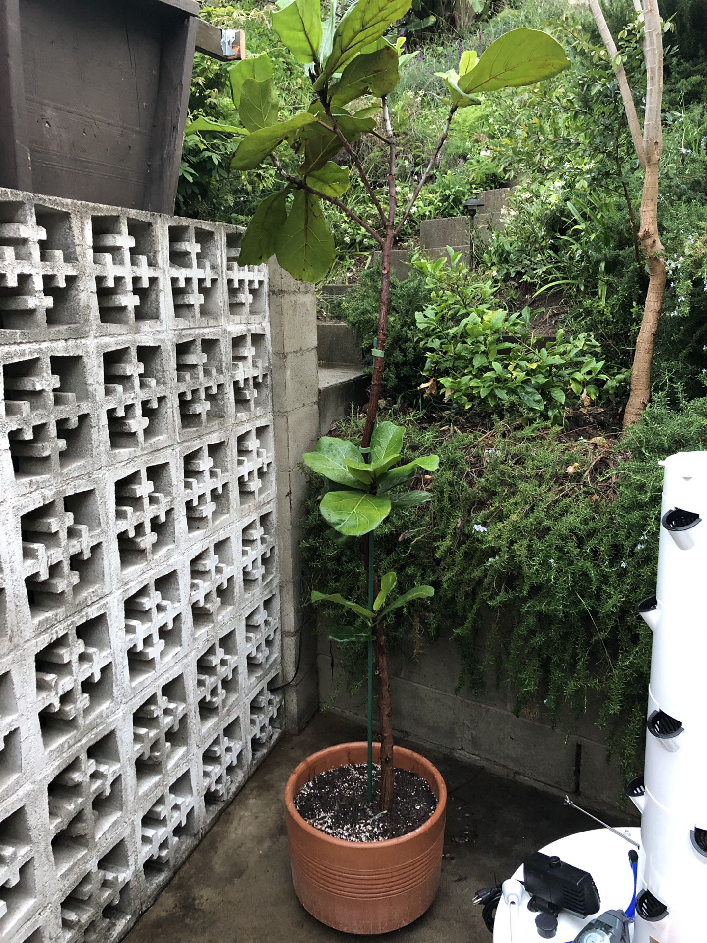 7ft Fiddle Leaf Tree- Fig Plant in pot