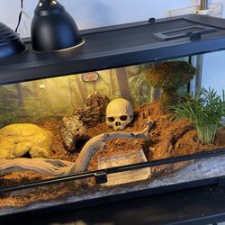 40gal Ball Python Tank 