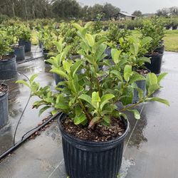 sweet viburnum. 7 gallon $25 each ready to deliver 