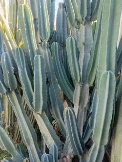 Peruvian Apple night blooming cereus cuttings