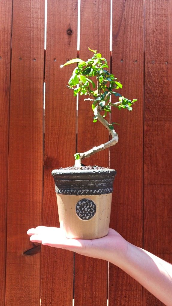 Bonsai