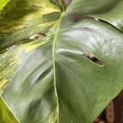 Variegated Monstera Aurea One Leaf Plant Cutting  (read Description Below)