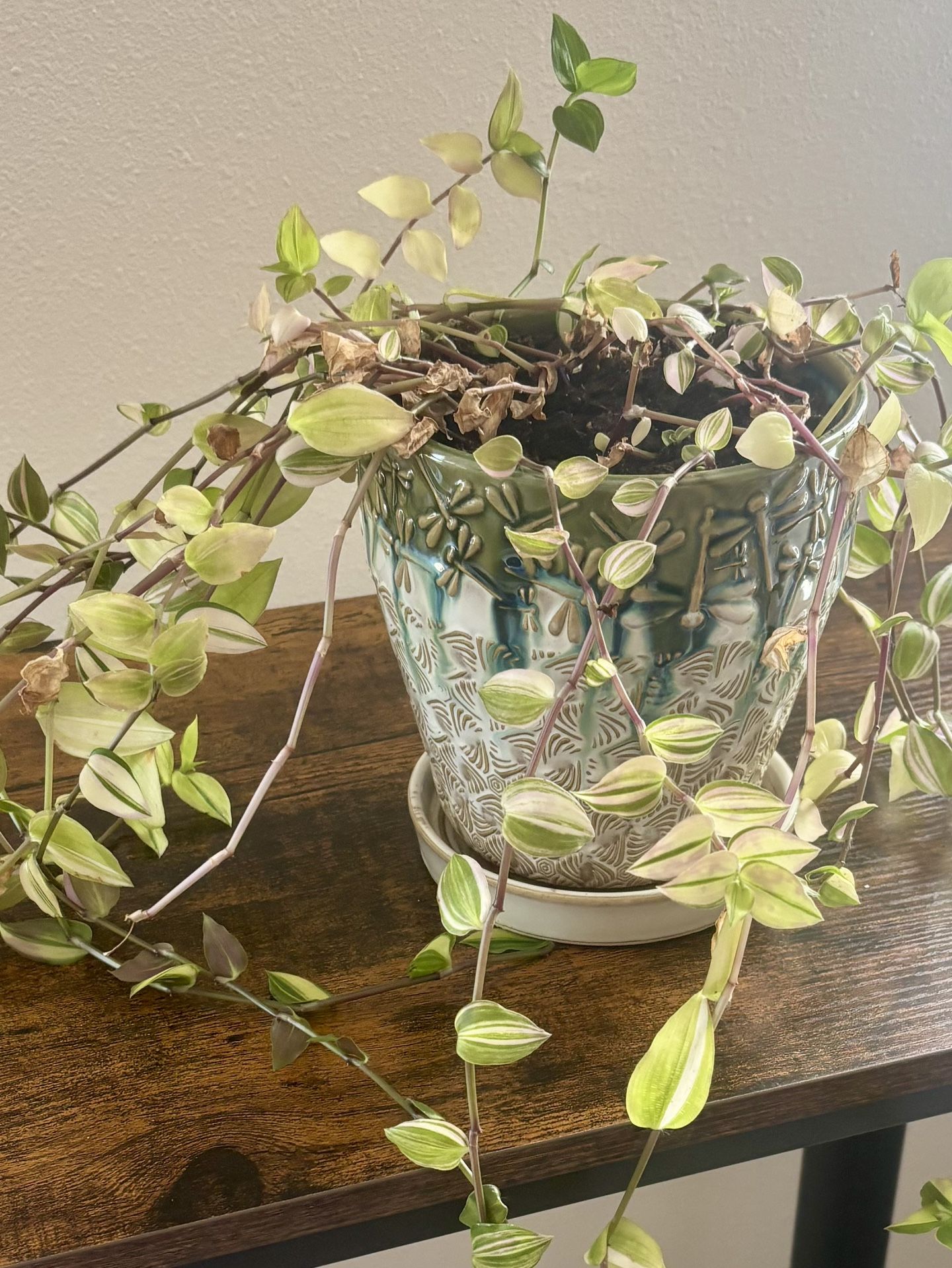 Plant and pot - FREE