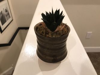 Small unknown succulent plant