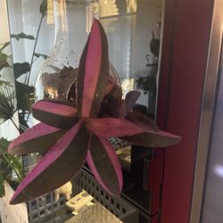 Housplant Verigated Purple Plant