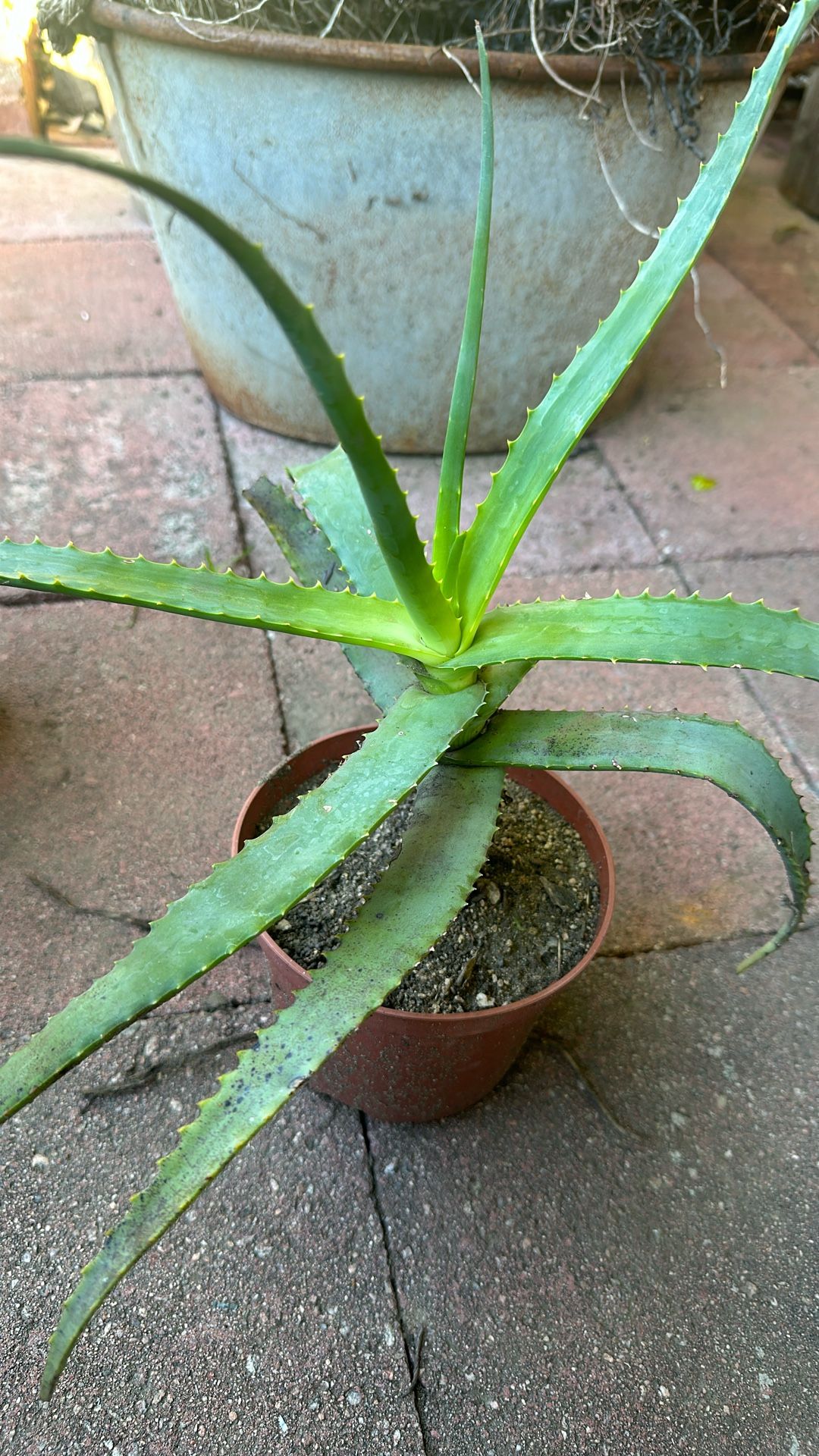Succulent Plant (Orange Flower)