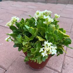 Beautiful White Kalanchoe Plant Succulent Flower In Ceramic Pot Home Patio Yard Garden Lawn Design 