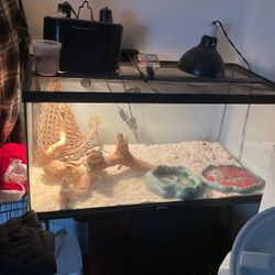 40 Gallon Tank 