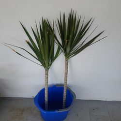 Dracaena's
