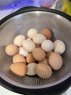 Organic free range chicken eggs