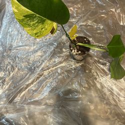 Variegated Monstera Aurea Plant